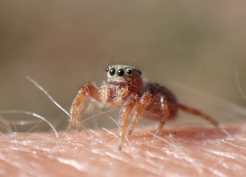 Dendryphantes rudis